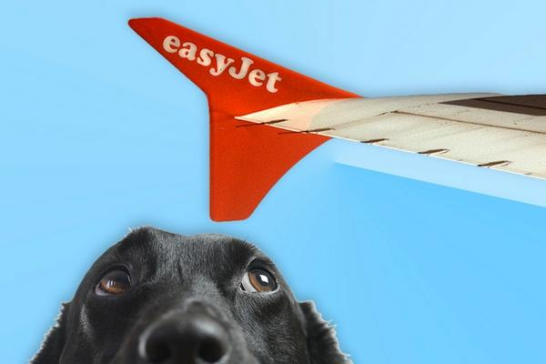 Easyjet – Pet Policy & tie up
