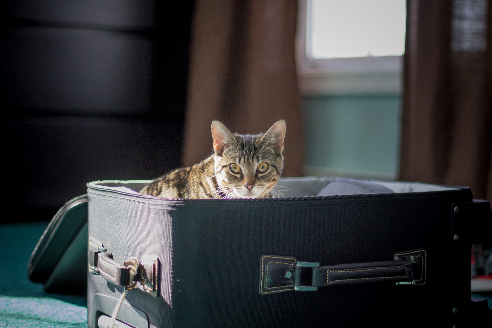 british airways travelling with pets