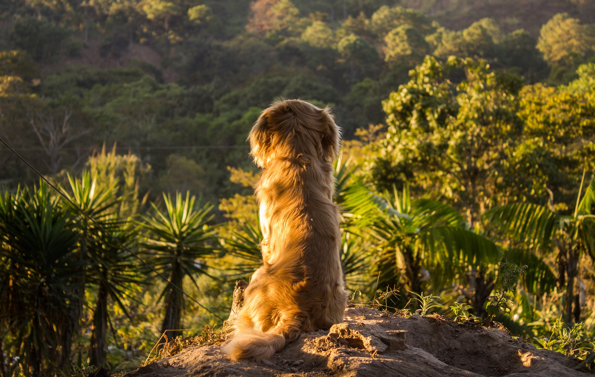 Pet-friendly airlines from UK