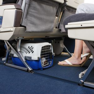 Pet-friendly airlines from UK