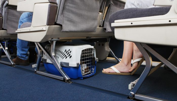 Pet-friendly airlines from UK