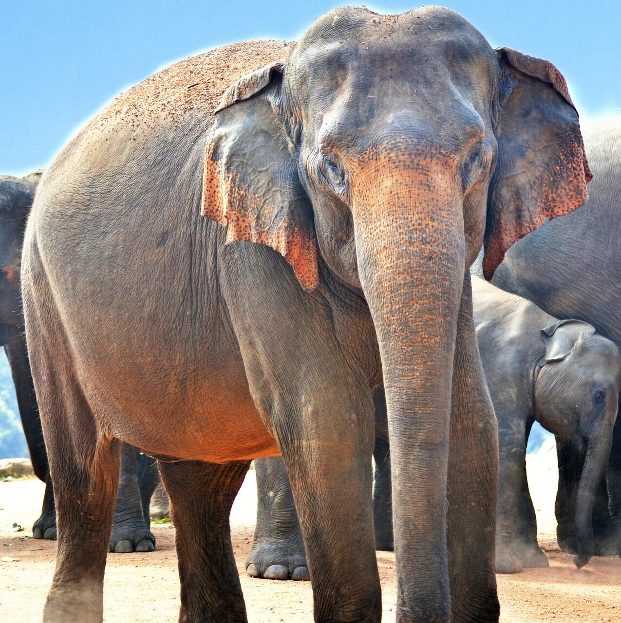 Best of Sri Lanka & Maldives Holiday Tour Package for 9N/10D