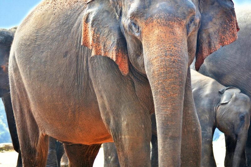 Best of Sri Lanka & Maldives Holiday Tour Package for 9N/10D