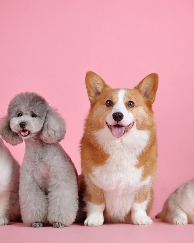 Travelling with Pets to Australia