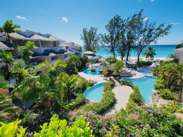 Bougainvillea Barbados