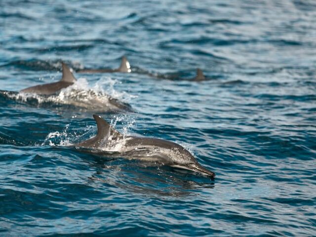 https://www.flightspro.co.uk/wp-content/uploads/2025/12/dolphin-watching-cruise-640x480.jpg