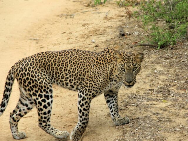 Sri Lanka Wildlife Explorer