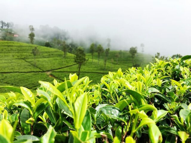 Tea Plantation Tour & Tasting