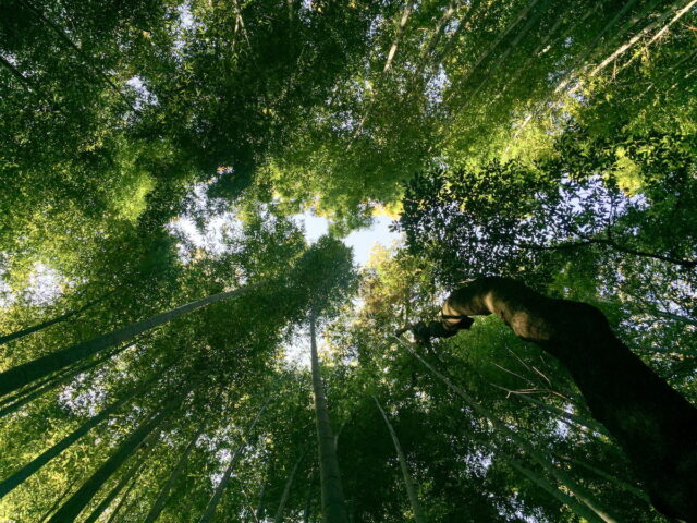 https://www.flightspro.co.uk/wp-content/uploads/2026/04/Arashiyama-bamboo--640x480.jpg