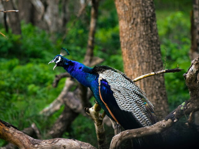 Classic Kerala Holiday – 10 Days / 9 Nights from London