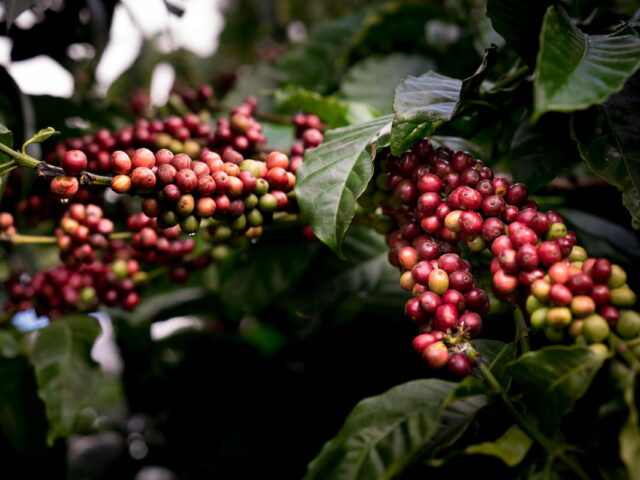 https://www.flightspro.co.uk/wp-content/uploads/2026/04/coffee-chocolate-plantation-640x480.jpg