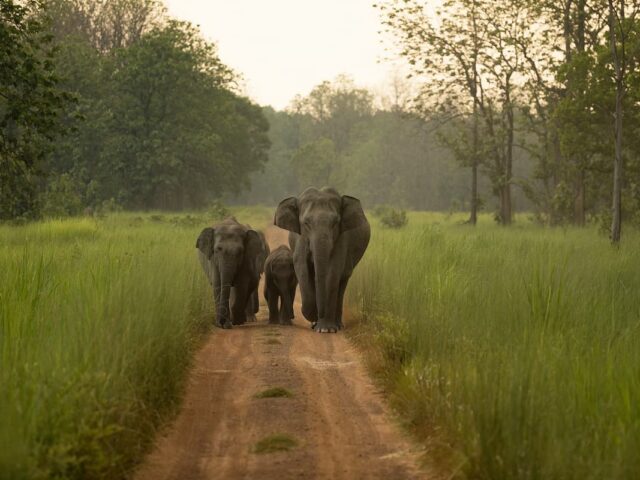 https://www.flightspro.co.uk/wp-content/uploads/2026/04/elephant-village-640x480.jpg