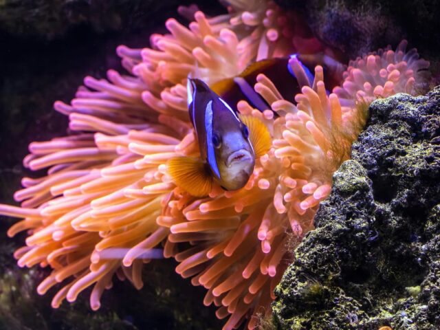 Great Barrier Reef Adventure