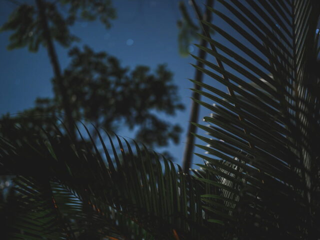 https://www.flightspro.co.uk/wp-content/uploads/2026/04/night-jungle-walk-640x480.jpg