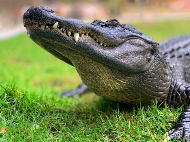 https://www.flightspro.co.uk/wp-content/uploads/2026/04/orlando-holiday-package-with-flights-2-640x480.jpg