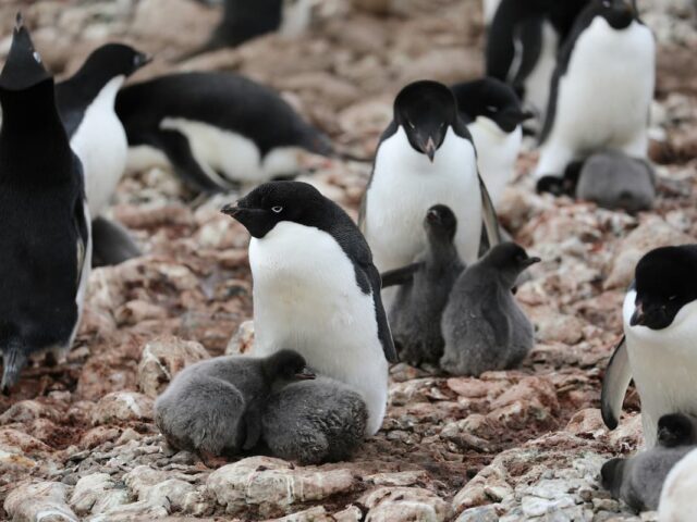 Phillip Island Penguin Parade