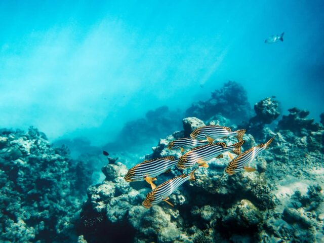 https://www.flightspro.co.uk/wp-content/uploads/2026/04/snorkelling-coral-reef-exploration-640x480.jpg