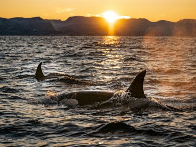 https://www.flightspro.co.uk/wp-content/uploads/2026/04/sunset-dolphin-cruise-640x480.jpg