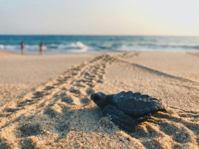 https://www.flightspro.co.uk/wp-content/uploads/2026/04/turtle-nesting-640x480.jpg