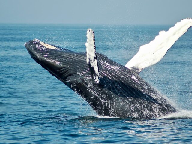 Monterey Whale Watching Cruise