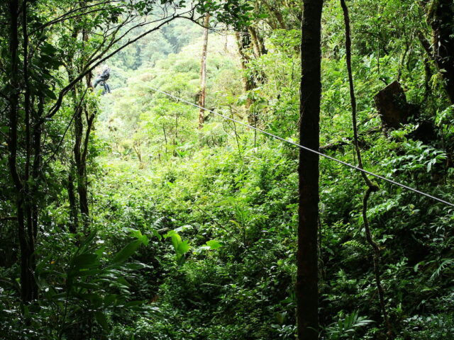 https://www.flightspro.co.uk/wp-content/uploads/2026/04/zip-line-through-forest-640x480.jpg