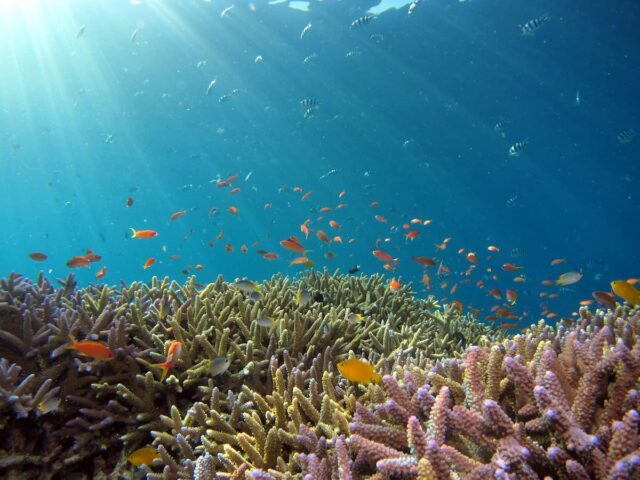 Guided Snorkelling with Marine Expert