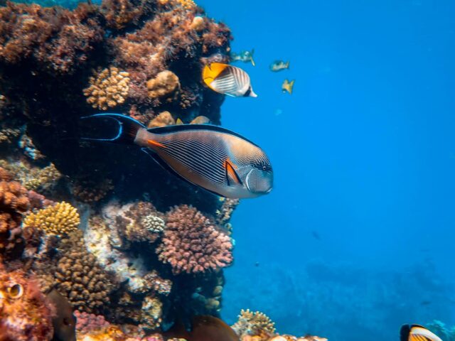 Cairo & Hurghada Holiday with Nile Cruise Experience – 8 Nights / 9 Days from London