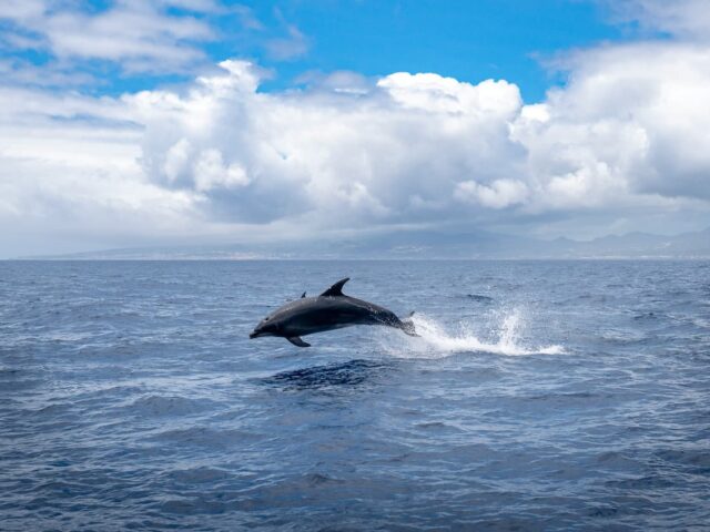 Lanzarote and Mallorca Twin Centre Holiday with Flights & Hotels Included