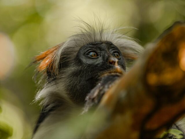 Dubai & Zanzibar Twin-Centre Holiday – 10 Nights / 11 Days from London