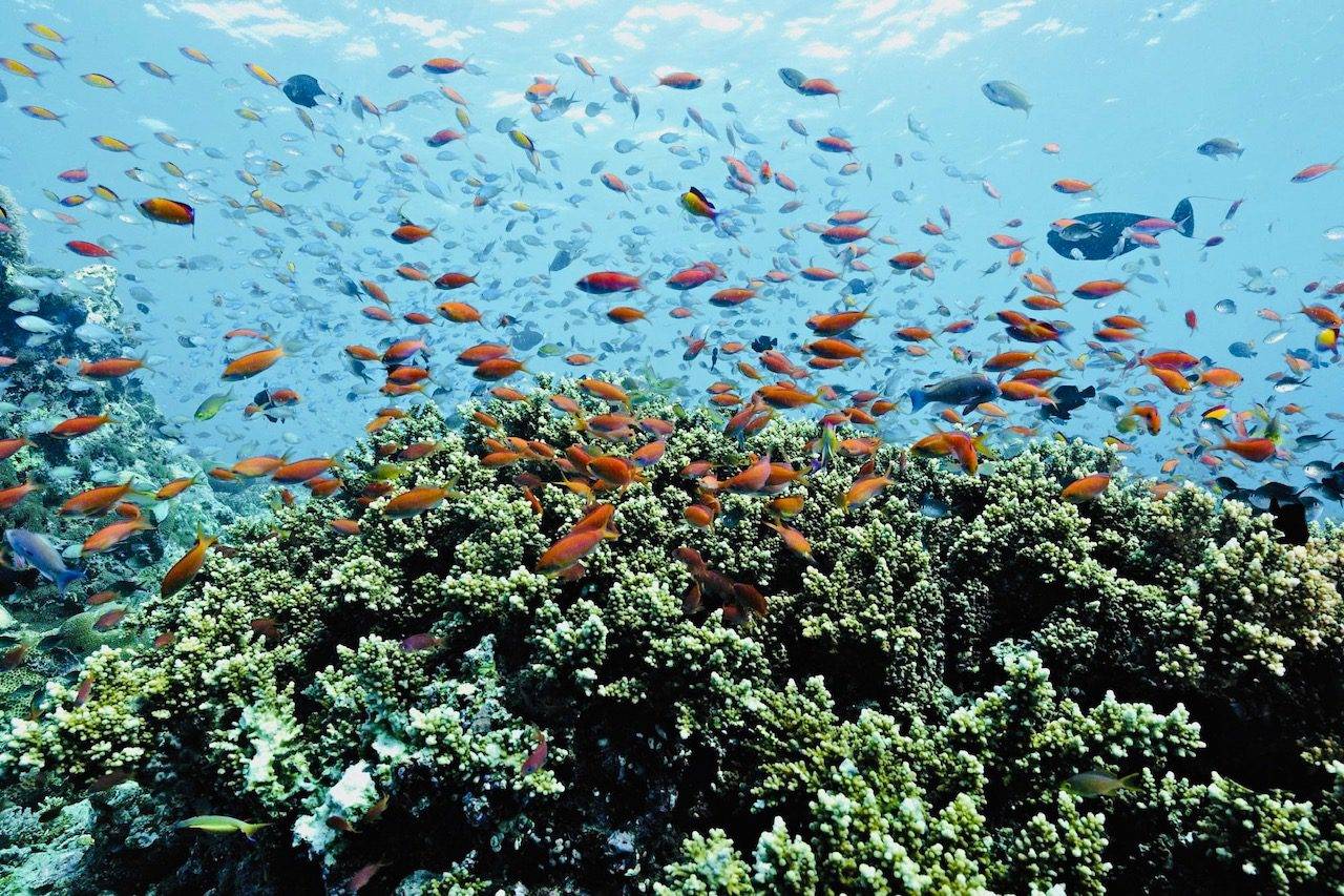 OBLU Nature Helengeli by Sentido, Maldives from the UK